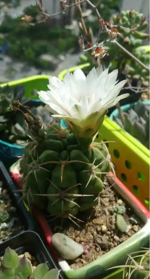 翠晃冠松霞琉璃鸾凤玉青牡丹莺鸣玉美花角不是自家的仙人掌最后,以