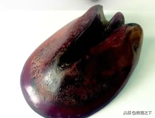 犀牛角识别(轻松辨别犀角制品真伪)