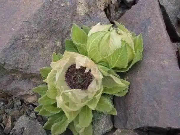 新疆天山雪莲开花五年一次终于见到了