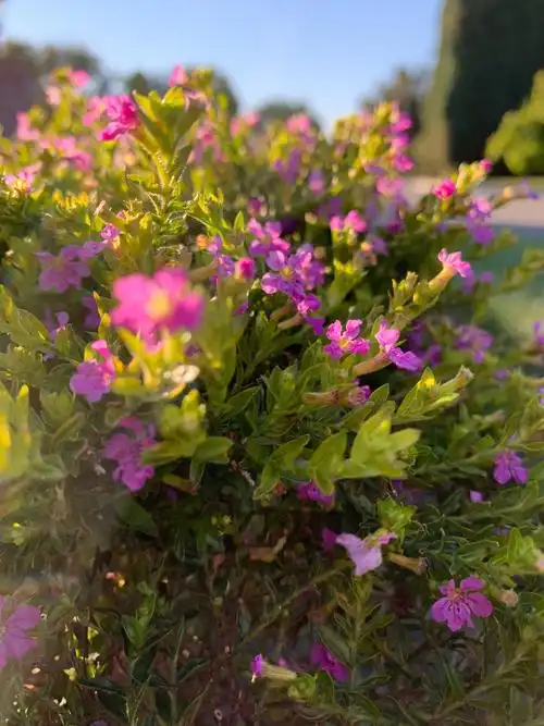 微形乔木花卉:六月雪