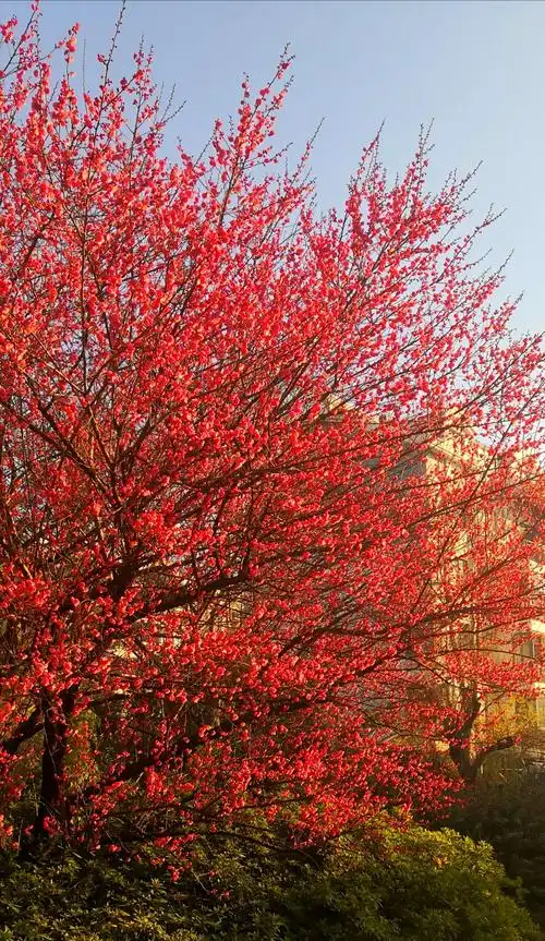 天地肃清 红梅怒放 - 美篇