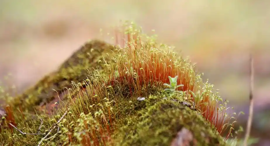 苔藓植物_生态_poco摄影