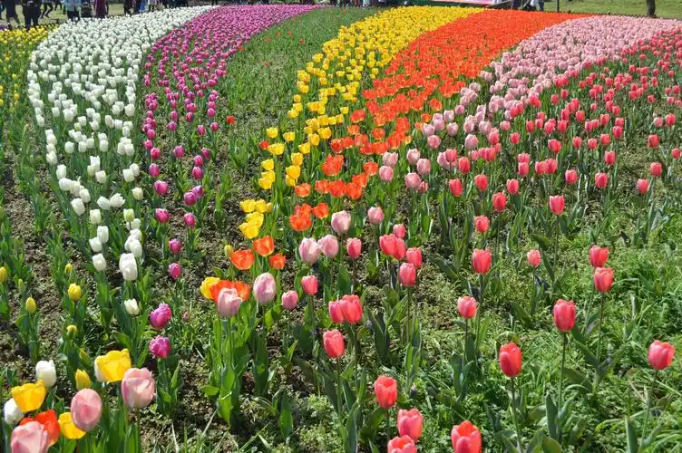 春天百花盛开…摄于2019.4原创