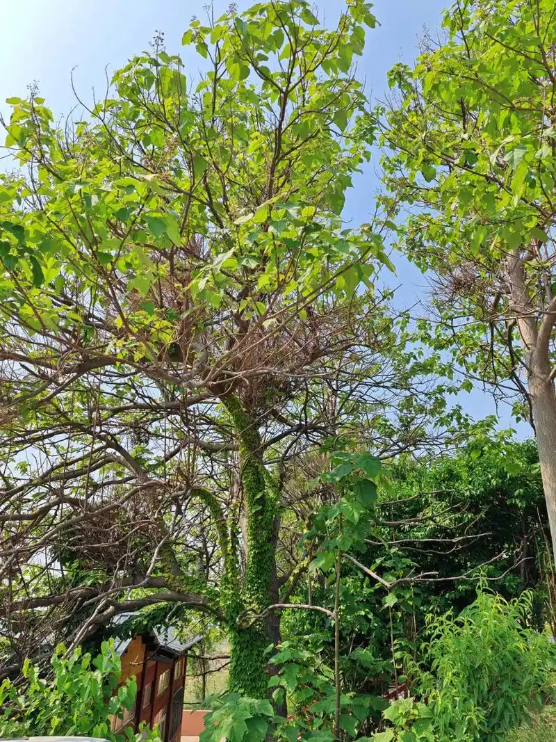 梧桐树
