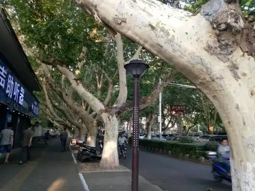 南京中山路的法桐