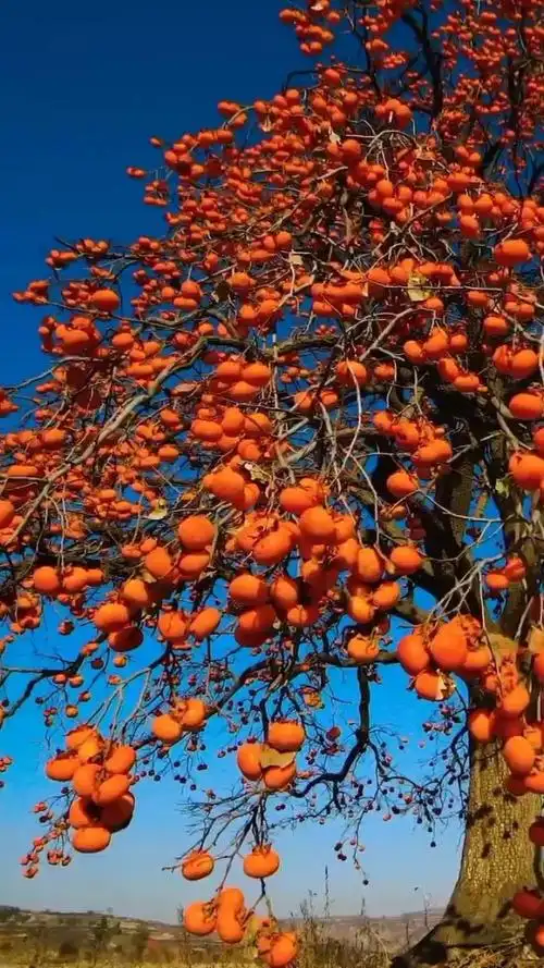 秋天丰收的季节