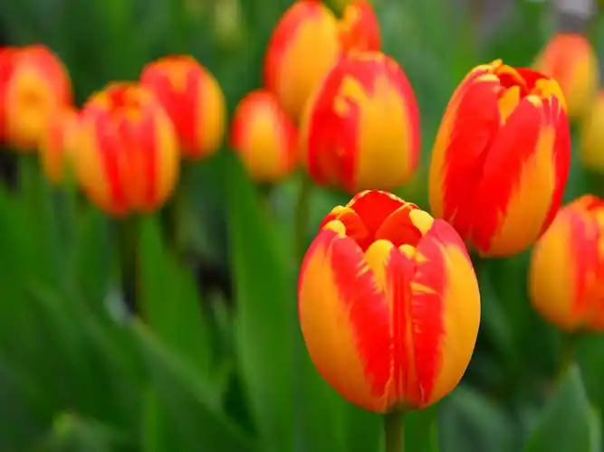 花园花,橙色郁金香 壁纸