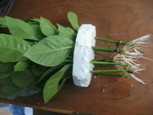 栀子繁殖以扦插育苗为主.