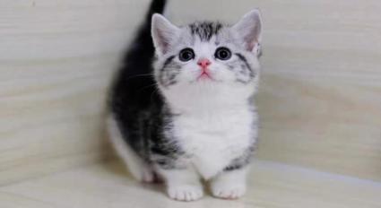 美国短毛猫美短加白起司猫活物美短虎斑矮脚短腿曼基康矮宠物猫