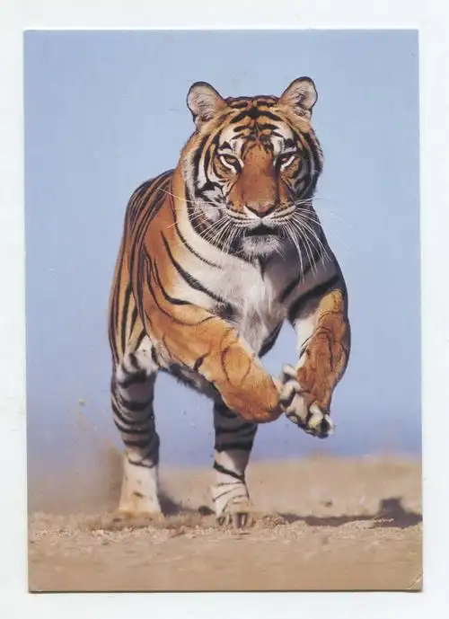 1993年 英国 老明信片 奔跑的老虎 背面写了字