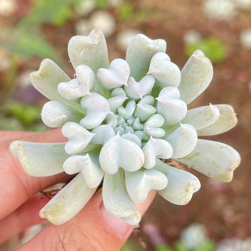 特玉莲多肉植物雪精灵阳台室内组合盆栽丘比特新手易养肉肉猪鼻子