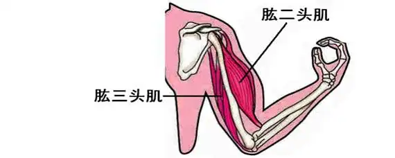肱二头肌和肱三头肌能一起训练吗-爱问教育培训