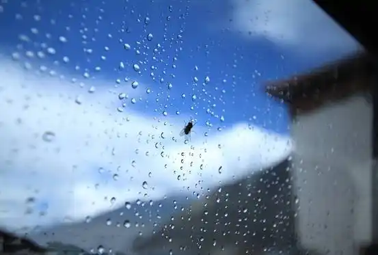 不要做趴在窗户上的苍蝇