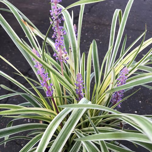 金边麦冬草盆栽室外阳台花卉花叶麦冬耐寒好养造景花坛花园搭配--爱鉴