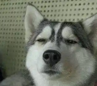 哈士奇又犯蠢?主人表示已哭晕在厕所!_因为_围栏_表情