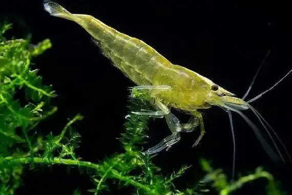 河虾吃什么?河虾食物不足时会自相残杀