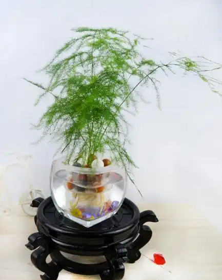 上海花卉租赁租摆之室内六大保湿水养花卉