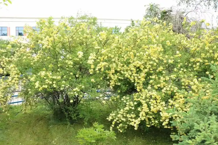 校园盛开黄刺梅