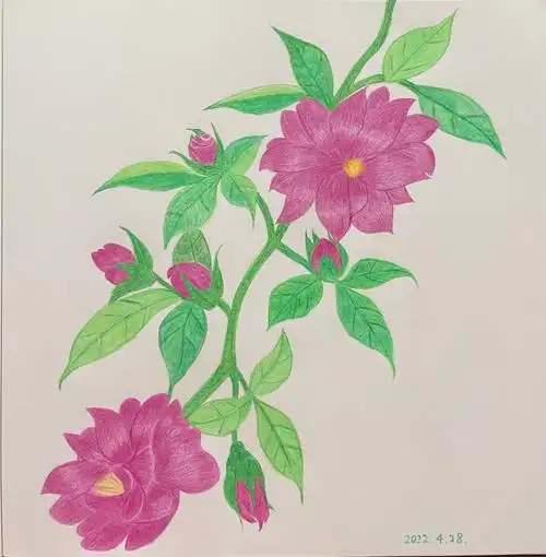 彩铅画记录11蔷薇花