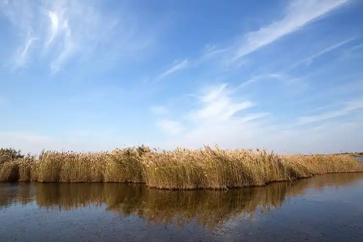 【图片6】发一组近期的片子--东营黄河口湿地--蜂鸟论坛照片套图