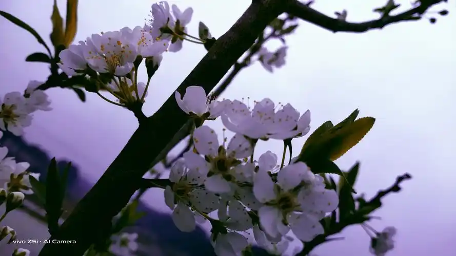 春天就要温柔 - 堆糖,美图壁纸兴趣社区