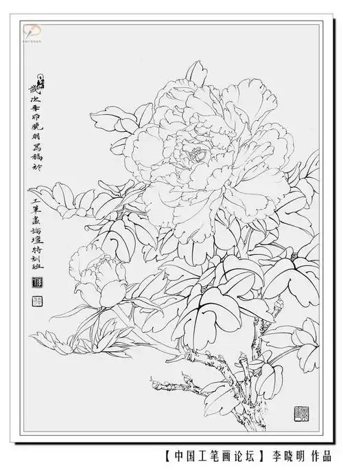 高清工笔牡丹白描 158幅(下)喜欢的收藏关注