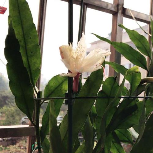 印尼小叶昙花开花小多办公室桌面卧室仙人掌科花卉绿植小盆栽净化