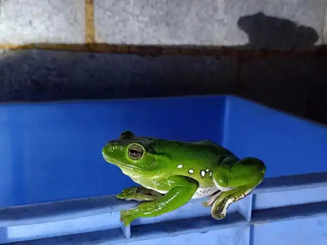 秋天路遇的第一只树蛙(呱呱呱90)