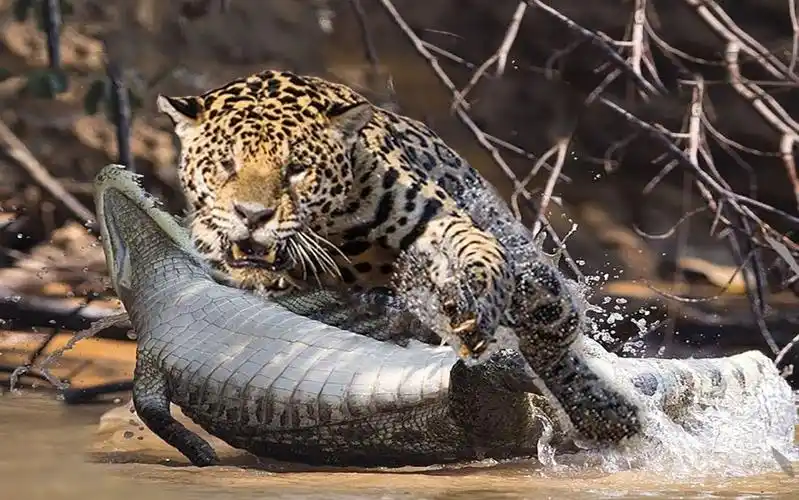 美洲虎日常捕杀眼镜凯门鳄