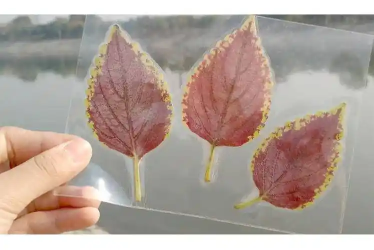 适用于标本册 制作真材料树叶标本画收集儿童植物标本夹收集册透明