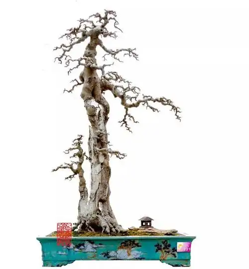 这是一件桩材很一般的作品,平常玩大桩盆景的人在桩市见到这样的桩都