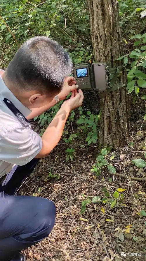 咸阳林业局红外线相机捕捉拍摄到野生狍子活动影像画面