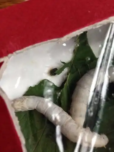 蚕宝宝拉的屎旁边还有黄色液体是怎么回事?会死吗?它们才蜕过两次皮