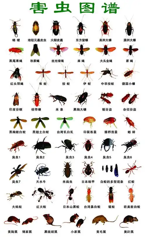 食品行业常见仓储害虫图谱△小知识:双名法:双名法又称二名法,以拉丁