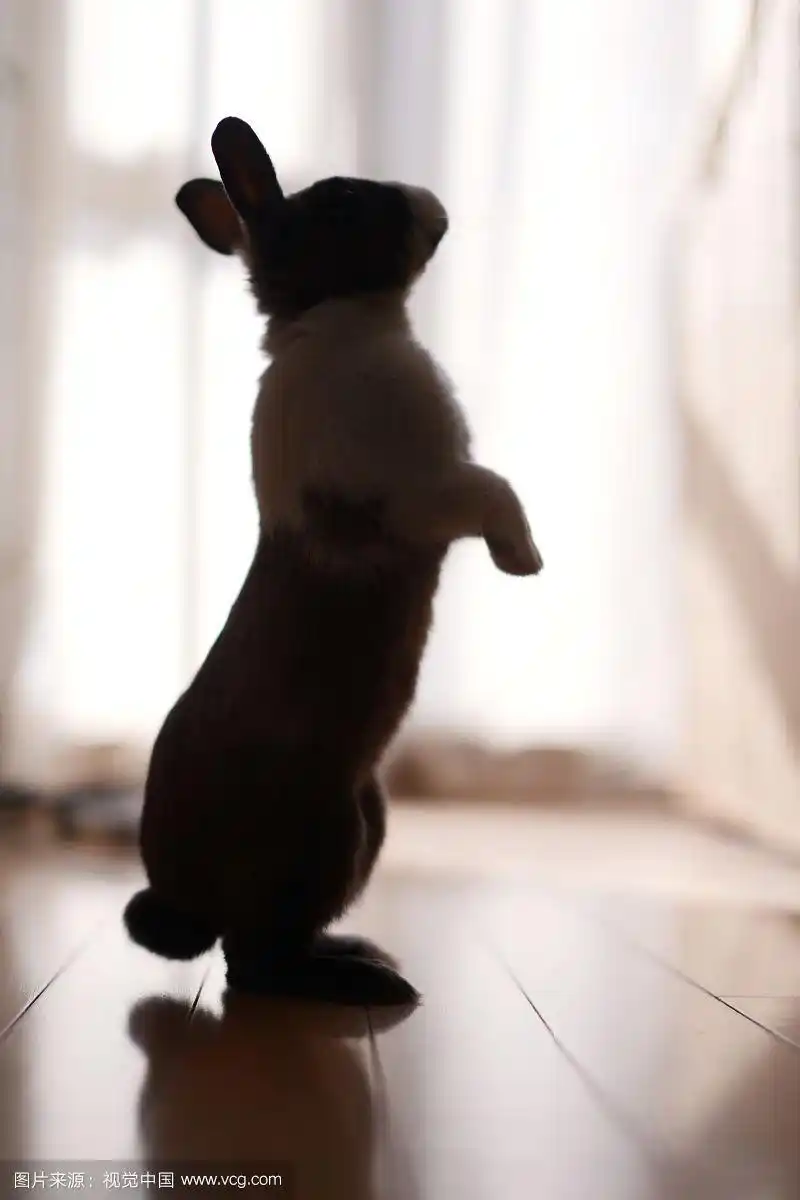 站立的兔子