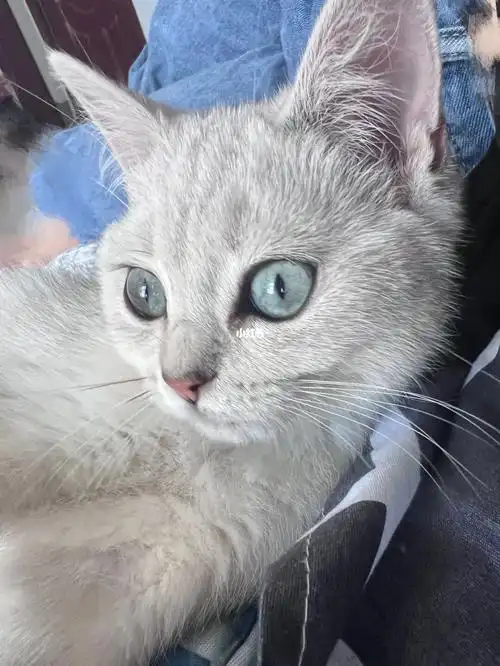 银渐层眼睛颜色