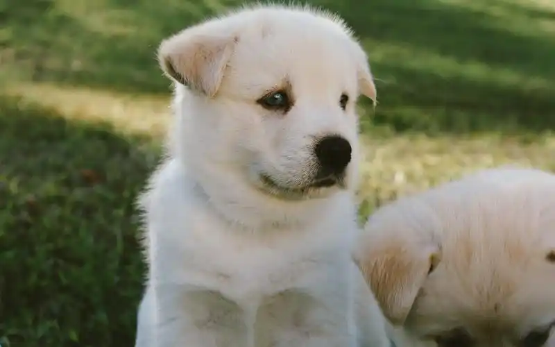 白色的小狗,可爱的宠物 iphone 壁纸