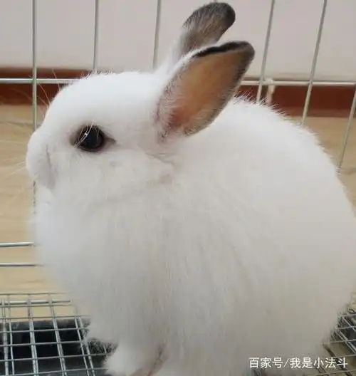 西施兔,颜值很高的兔子吗?只是体型小,毛发浓密罢了
