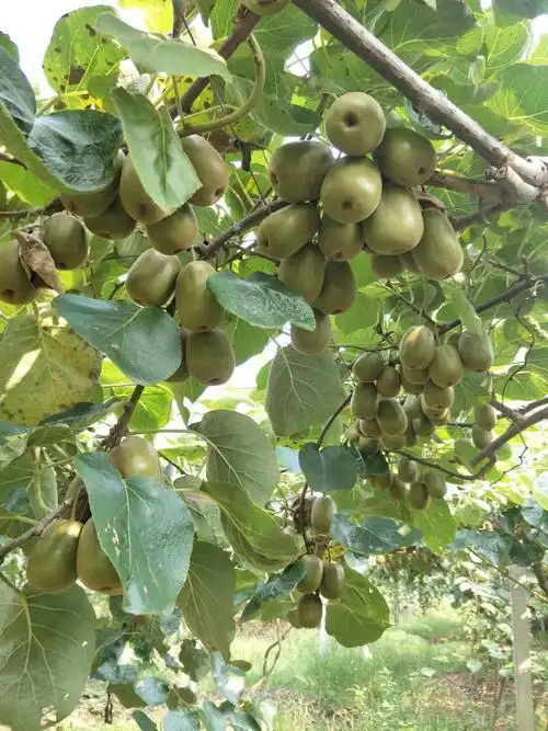 郁郁葱葱的猕猴桃树,成串成串的猕猴桃挂满了枝头,煞是诱人