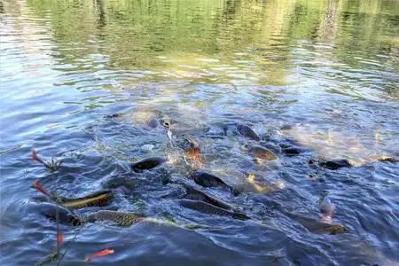 鲤鱼湖鲤鱼鱼在湖水上游泳.照片
