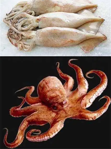 墨鱼和八爪鱼有什么区别?