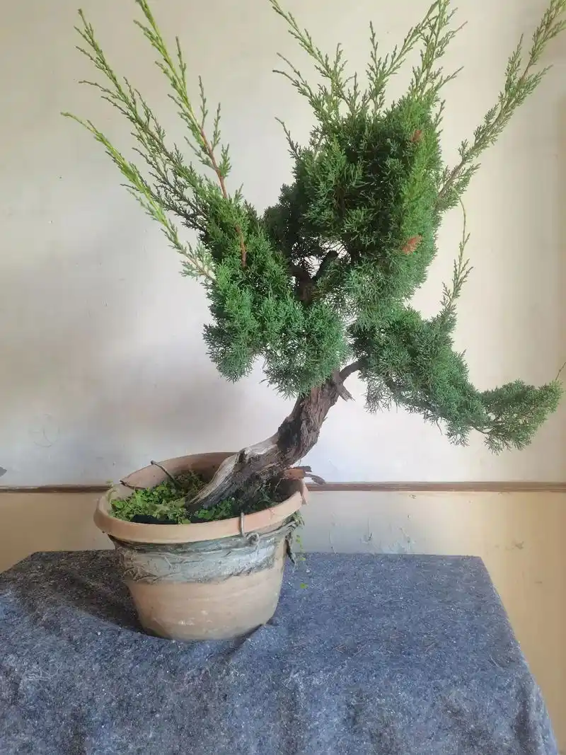 邪杆式济州真柏(刘家军老师作品,寿州字画盆景素材)#精品盆景 - 抖音