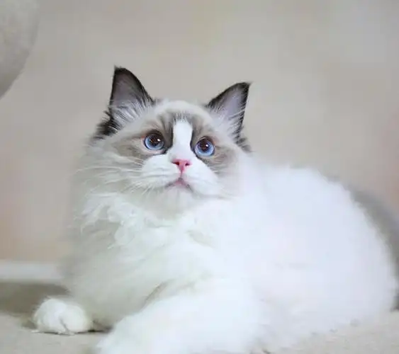 暹罗猫|布偶猫|加菲猫_网易订阅