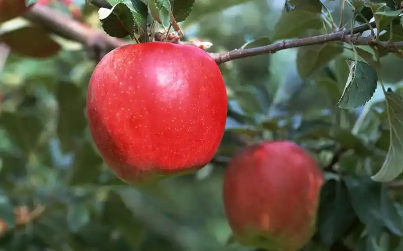 水果,苹果壁纸,水果,苹果,电脑壁纸,壁纸健康水果-苹果