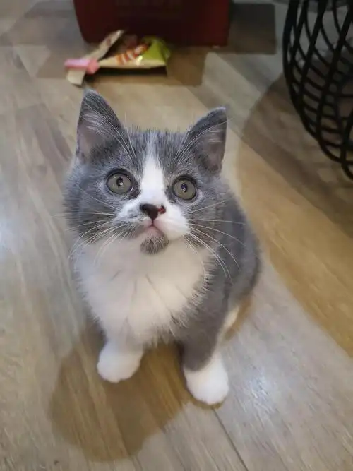 自家生纯种英短蓝白2月找新家 北京可看