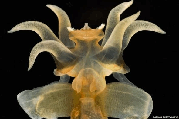 北极神奇海洋生物:海洋天使捕食海洋恶魔(图)