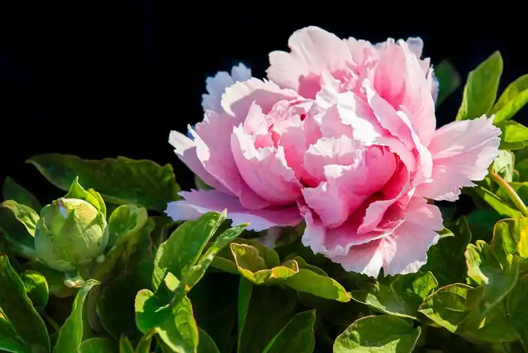 《富贵花》 - - 惠东县 - 文化让生活更美好 - powered by edusoho