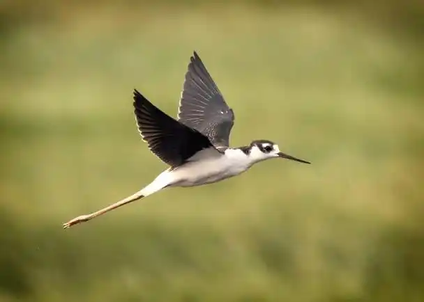 大自然是非常神奇的,它孕育了地球上的所有生命,它让地球变得生机勃勃