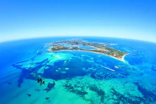 原创网红老鼠岛:上万只老鼠占岛为王,不跟中文团海鲜白菜价