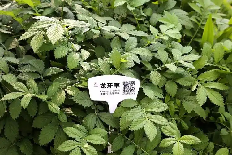 每日一植龙牙草